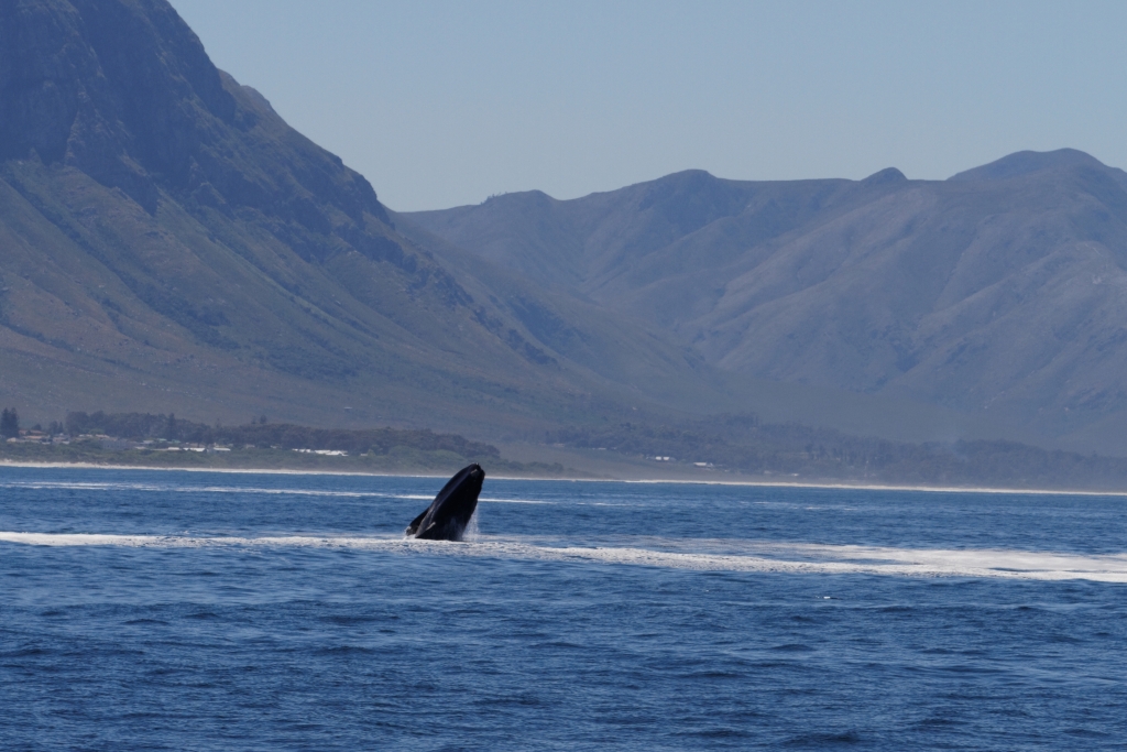 01- Hermanus (6).jpg